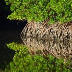 Gallery 1 - Mangrove and Estuary Exploration, Sarasota FL