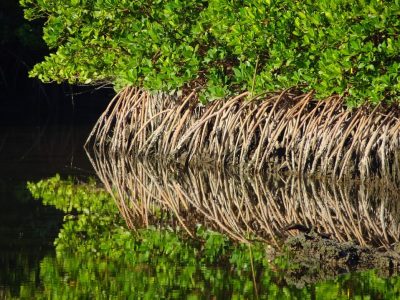 Mangrove and Estuary Exploration, Sarasota FL